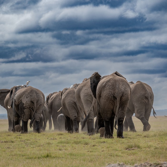 African elephant herd detected by AI