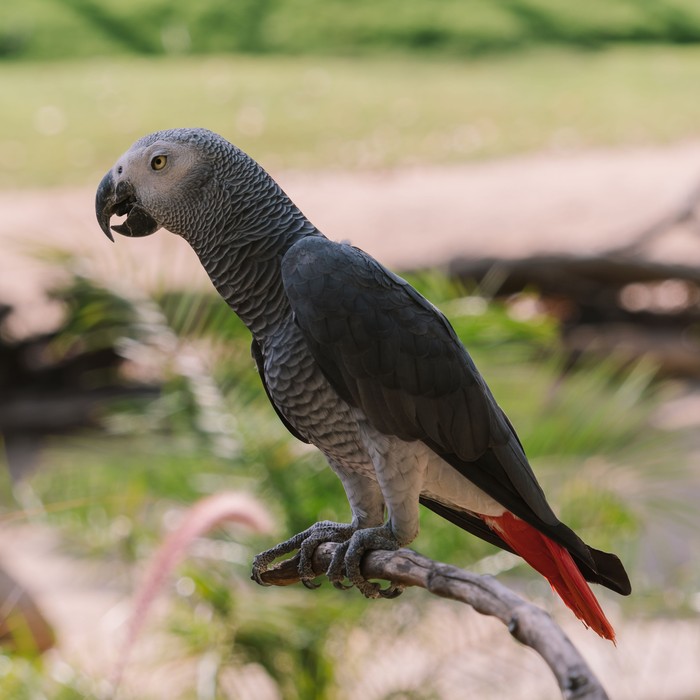 African grey parrot detected by AI