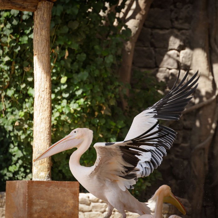 Great white pelican detected by AI