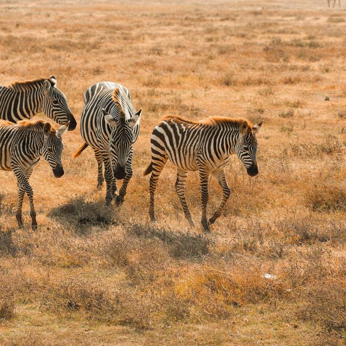Grevy's zebra herd detected by AI